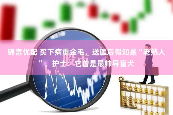 锦富优配 买下病重金毛，送医后得知是“老熟人”，护士：它曾是最帅导盲犬